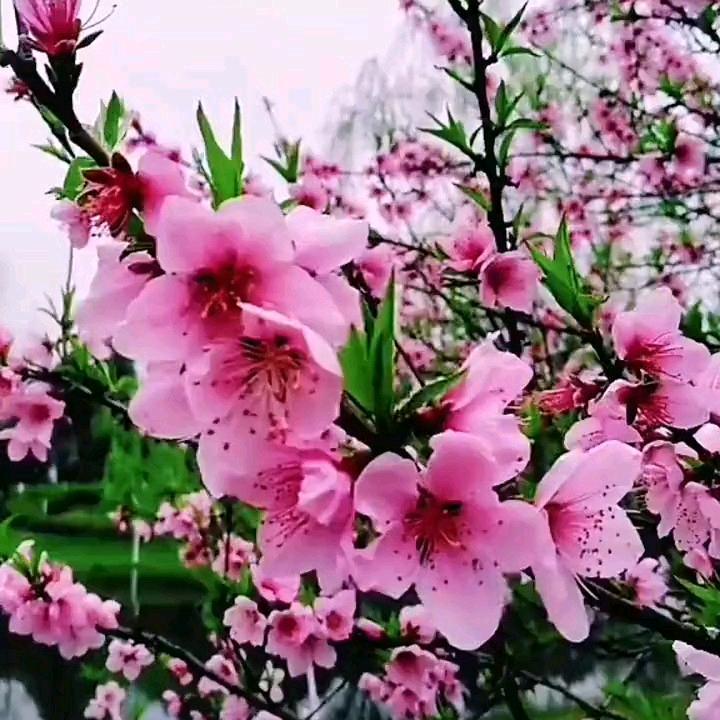 山清水秀