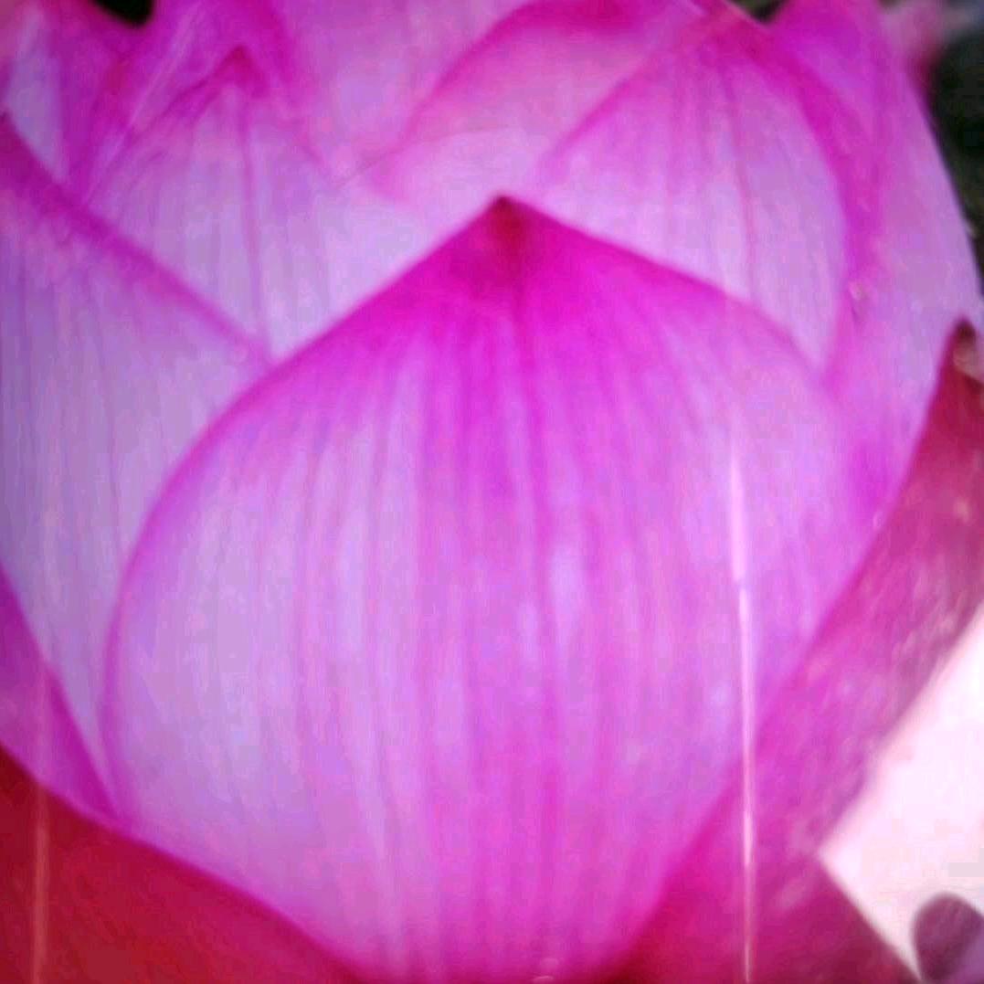 夏天的荷花3