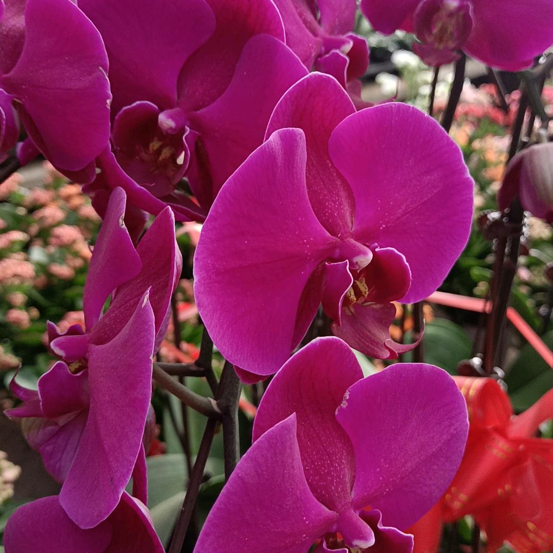 黄城光明盆景花卉