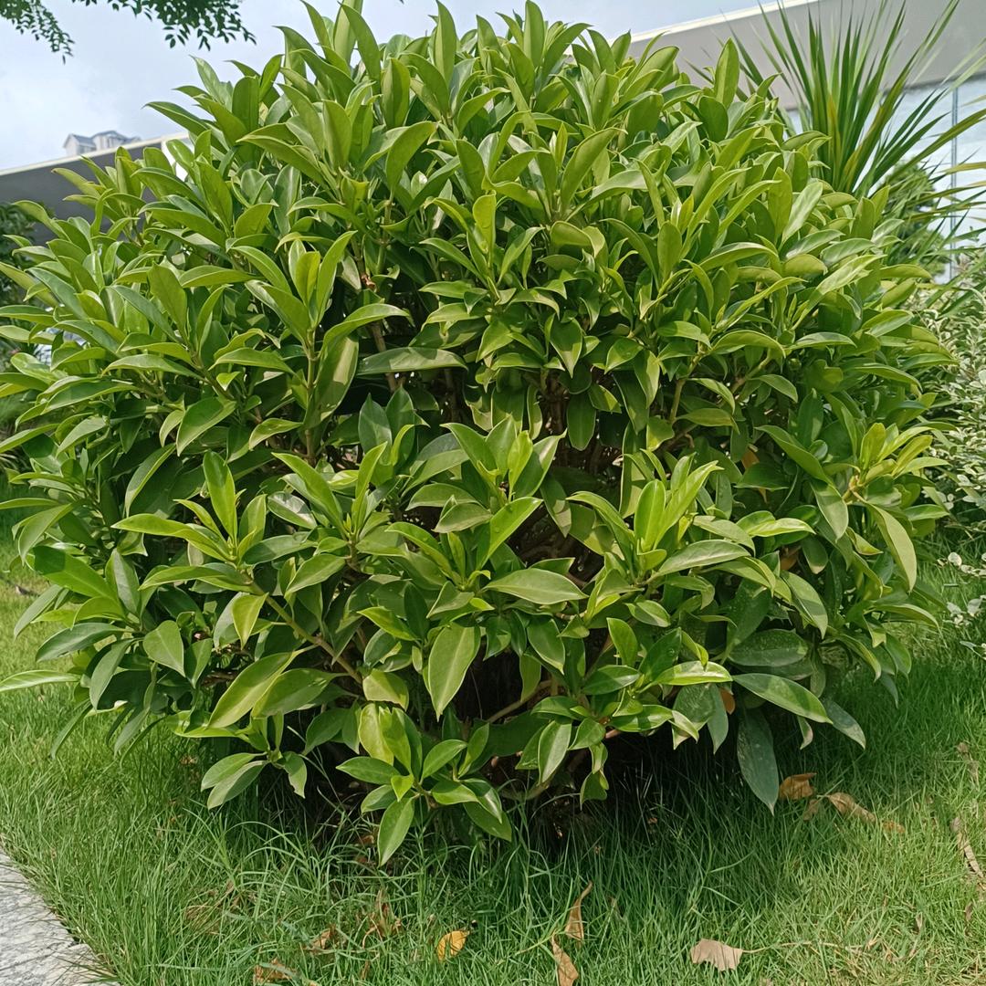 童子奇