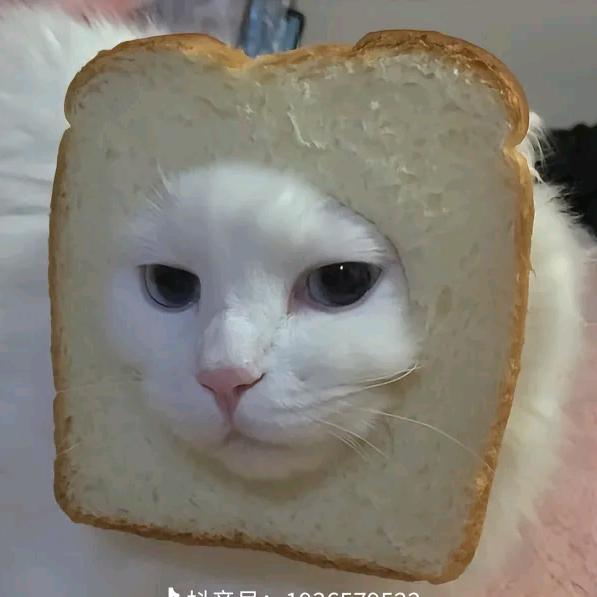 坏猫
