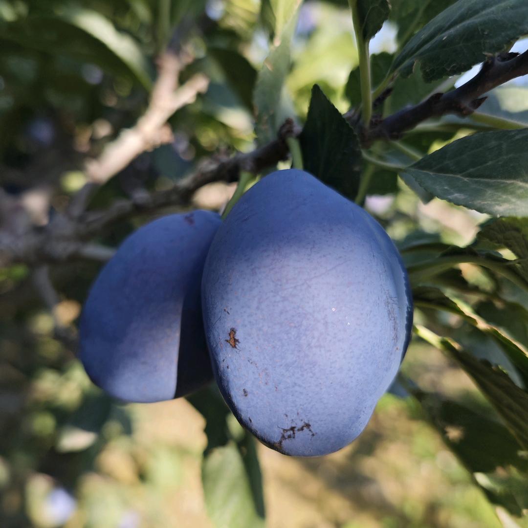 嘉峪关戈壁鲜锋农货精选