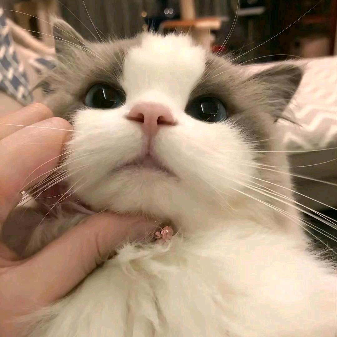 丞相⁵⁵⁶