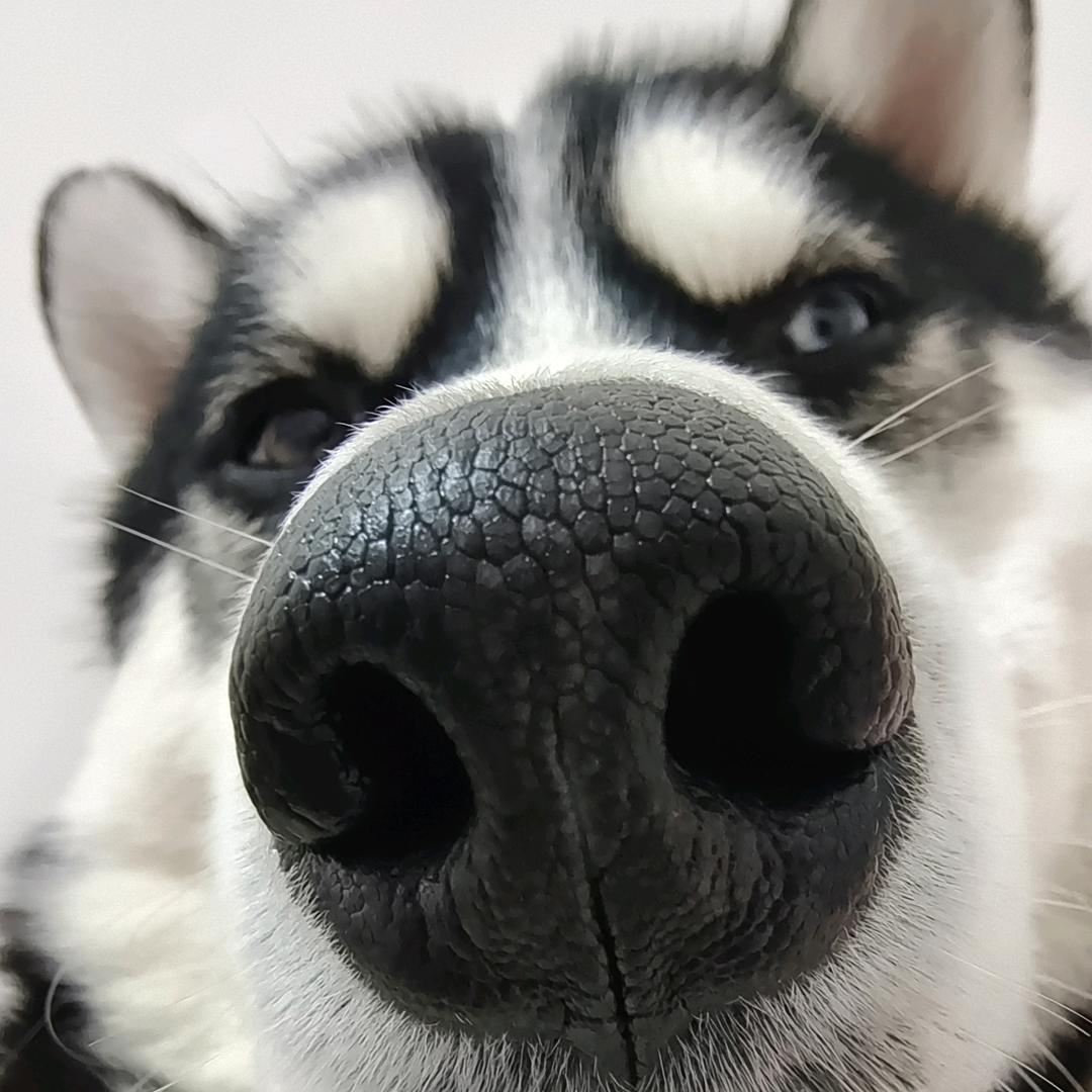 炸炸炸炸毛