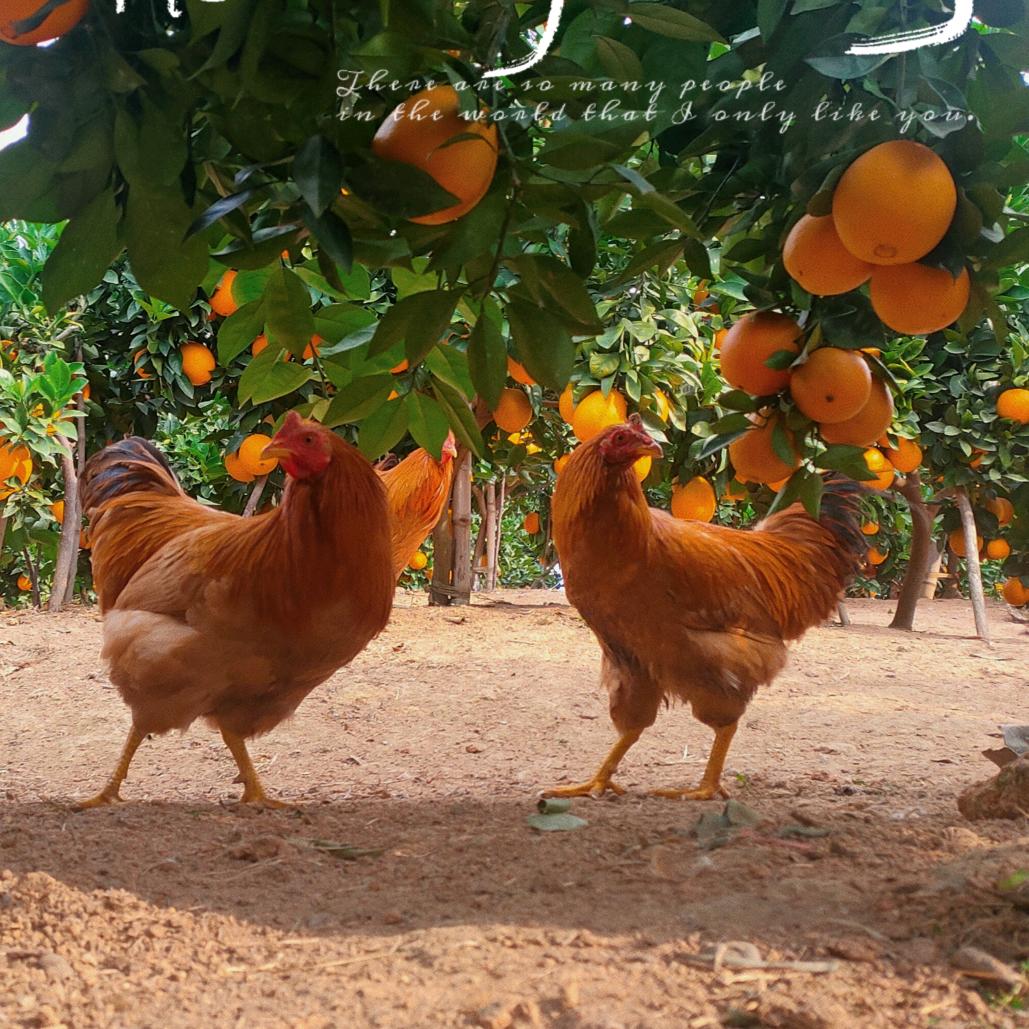 留车文辉车行赣南脐橙