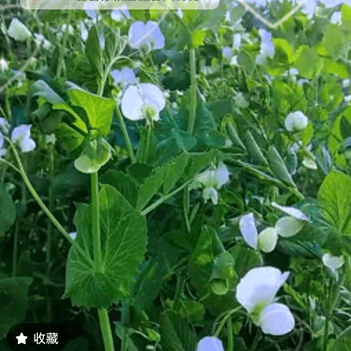 能缘🌹🌹