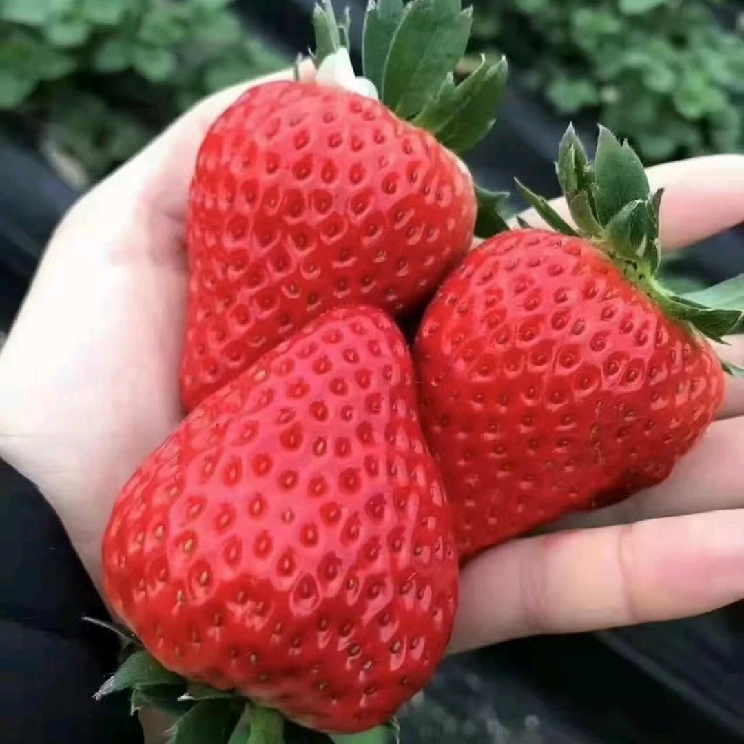 专业育苗草莓苗基地