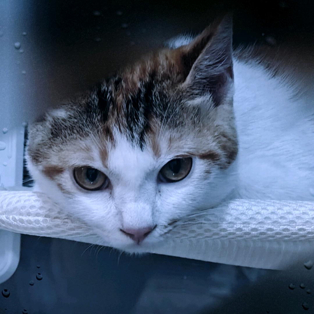 两只猫的宠物零食