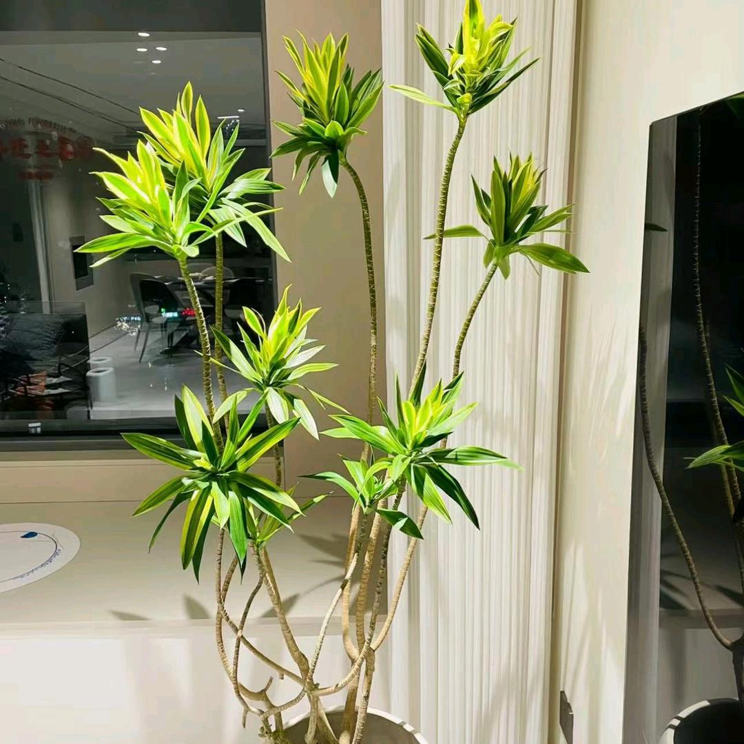 花木绿植