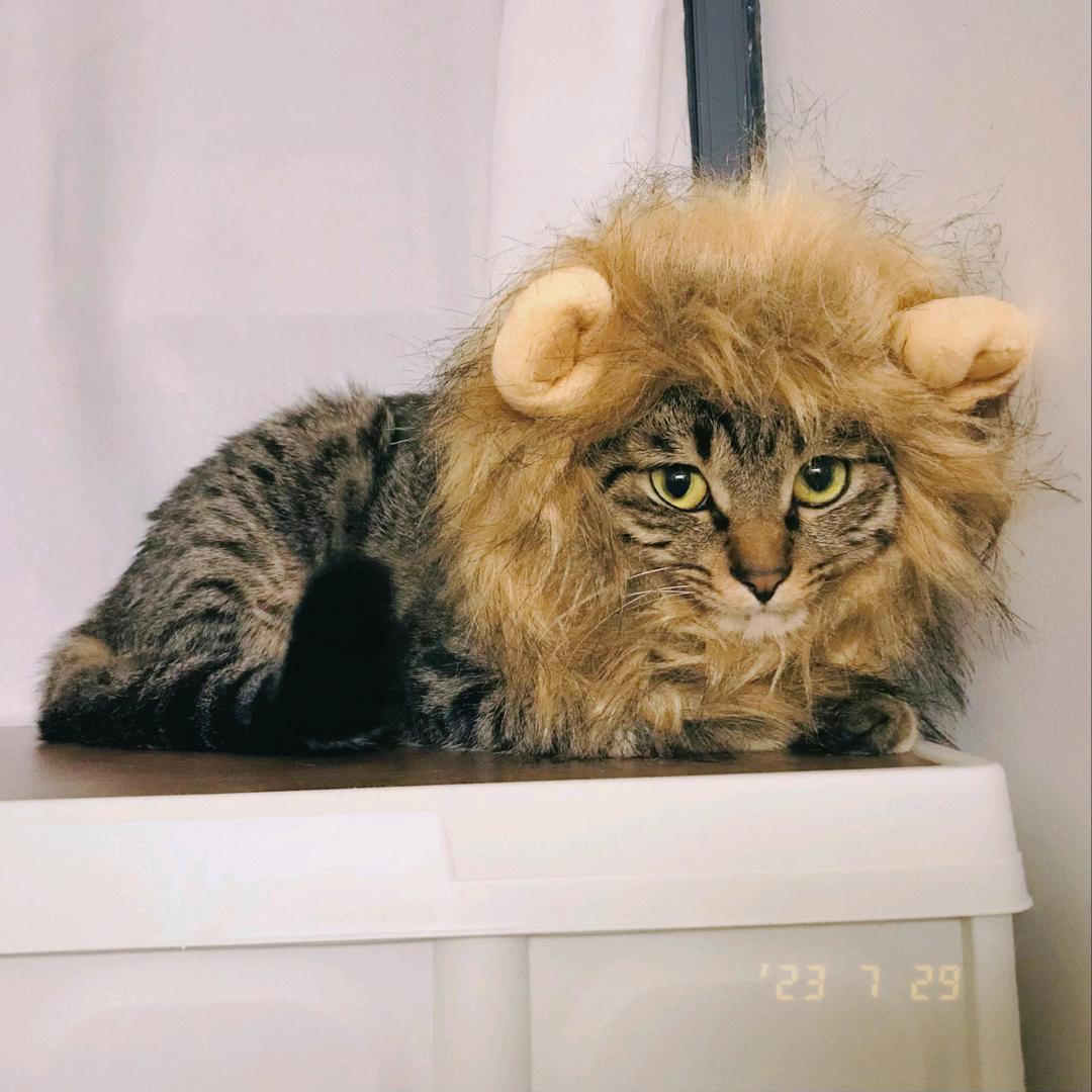 富贵是一只猫