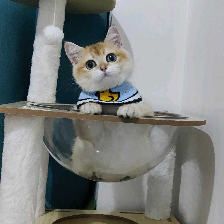 金豆是个逆子🐱