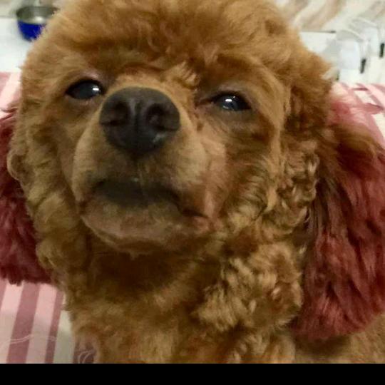 胡连菊   〈7号公馆〉