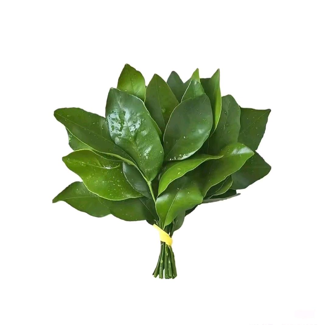 高冷呆呆