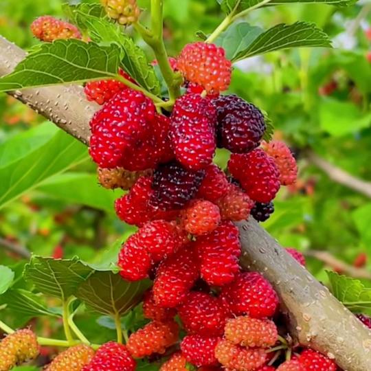 @做🍀自🌺己🌼的💐太🌻阳🎄