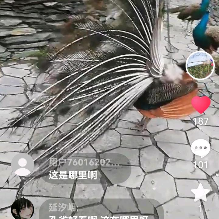 只看不刷