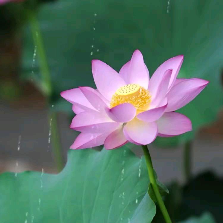 如敏