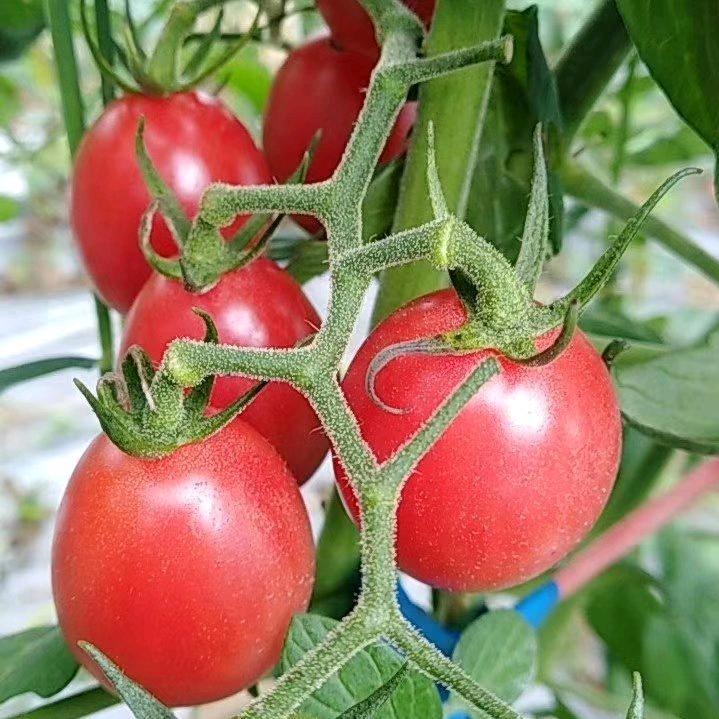 李哥（果缘天下）