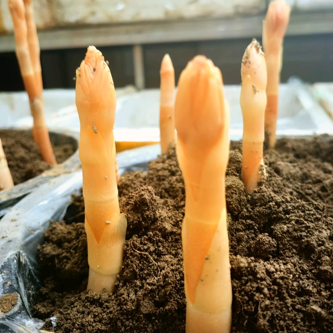 五峰牛庄高山乌天麻