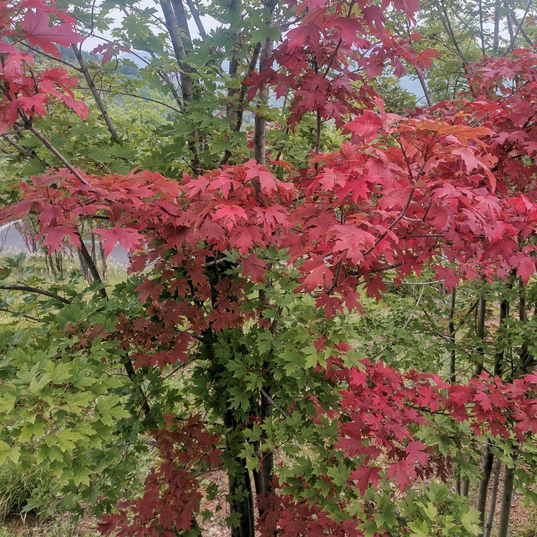 欣欣