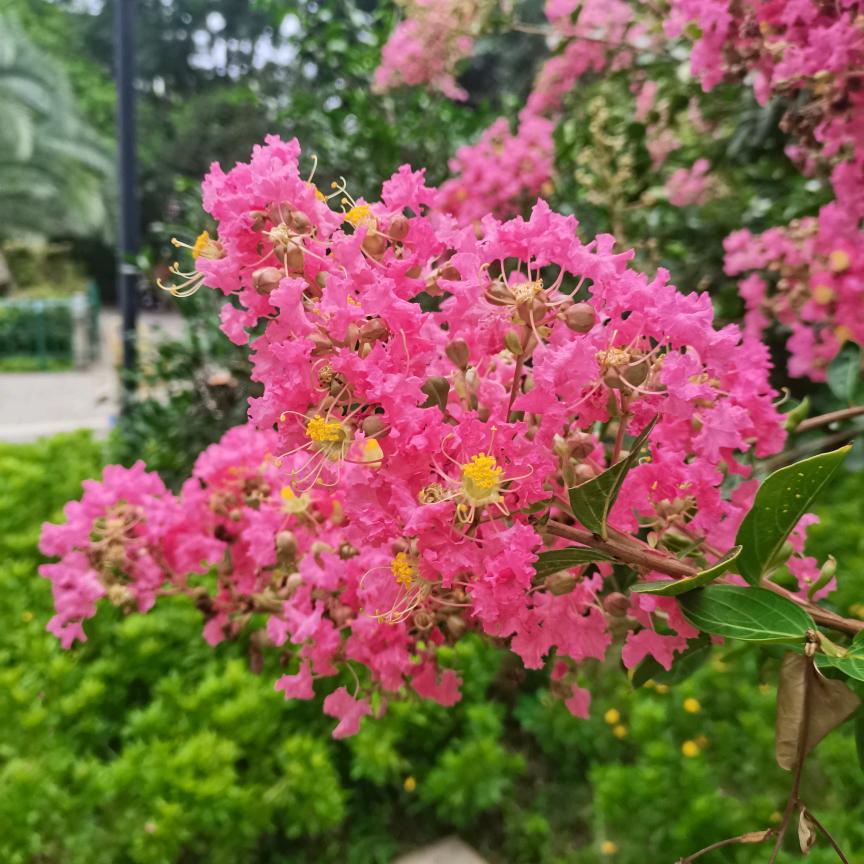 襄阳小强