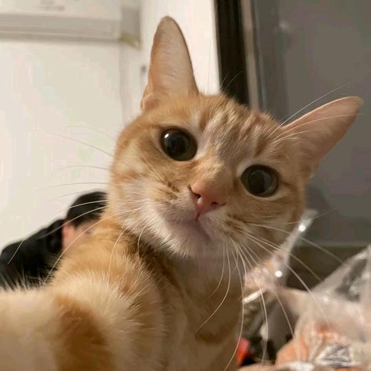 小何才露