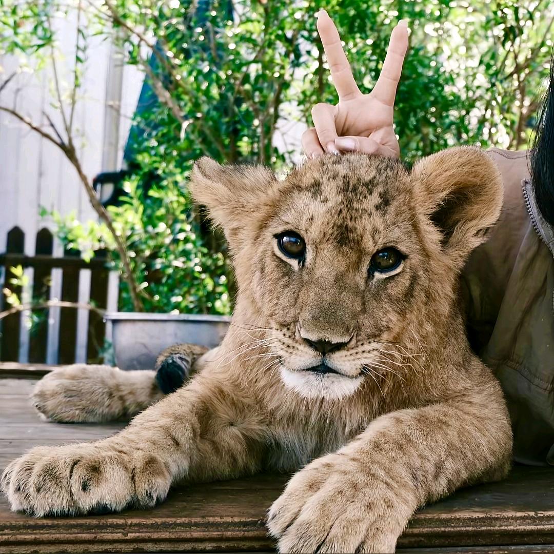 🦁