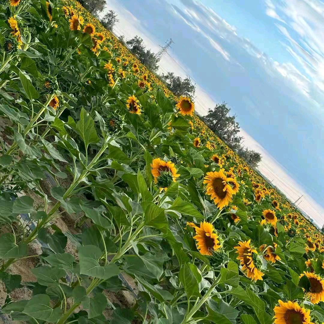 天天开心，幸福