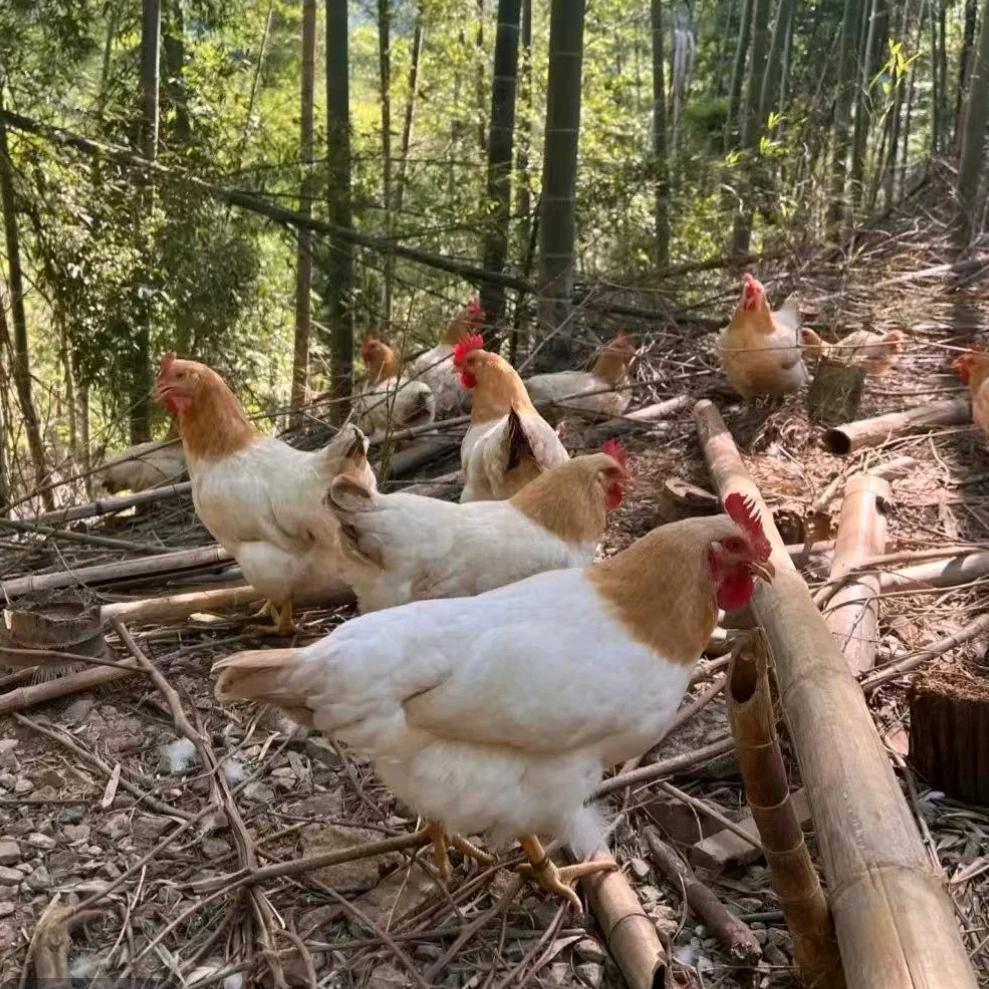 惠林农场