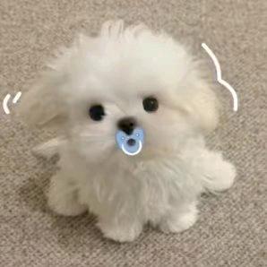 小文无忧