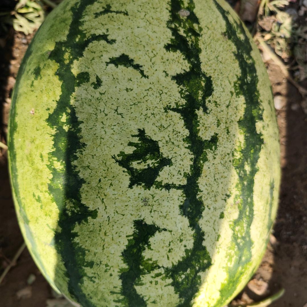 杨幂幂