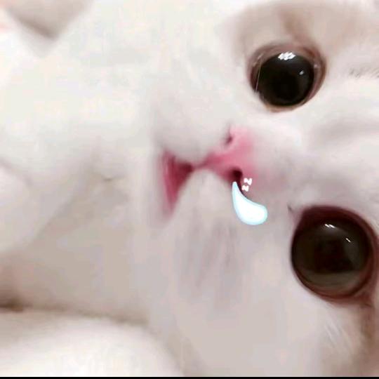 小瑶不发呆。