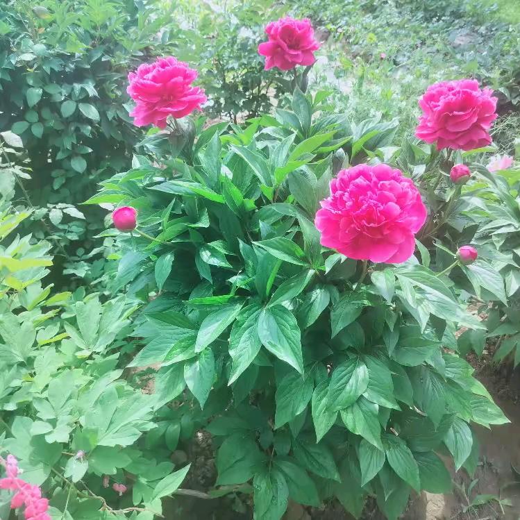 骑着毛驴闯红灯