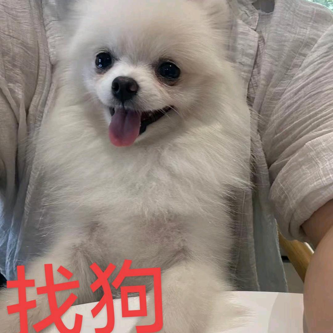 小狗毛毛
