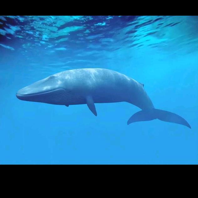 蓝鲸🐋