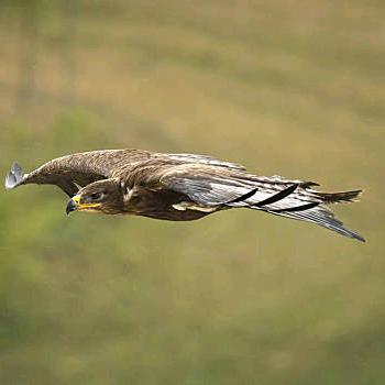 单身鹰隼Tan Ha La Qin