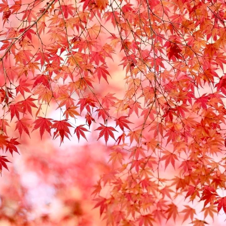 呵呵