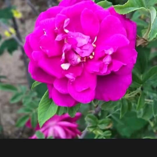 🌺芳🌺
