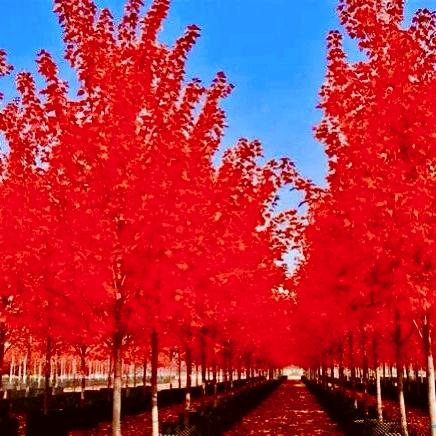 山东鸿源苗木销售