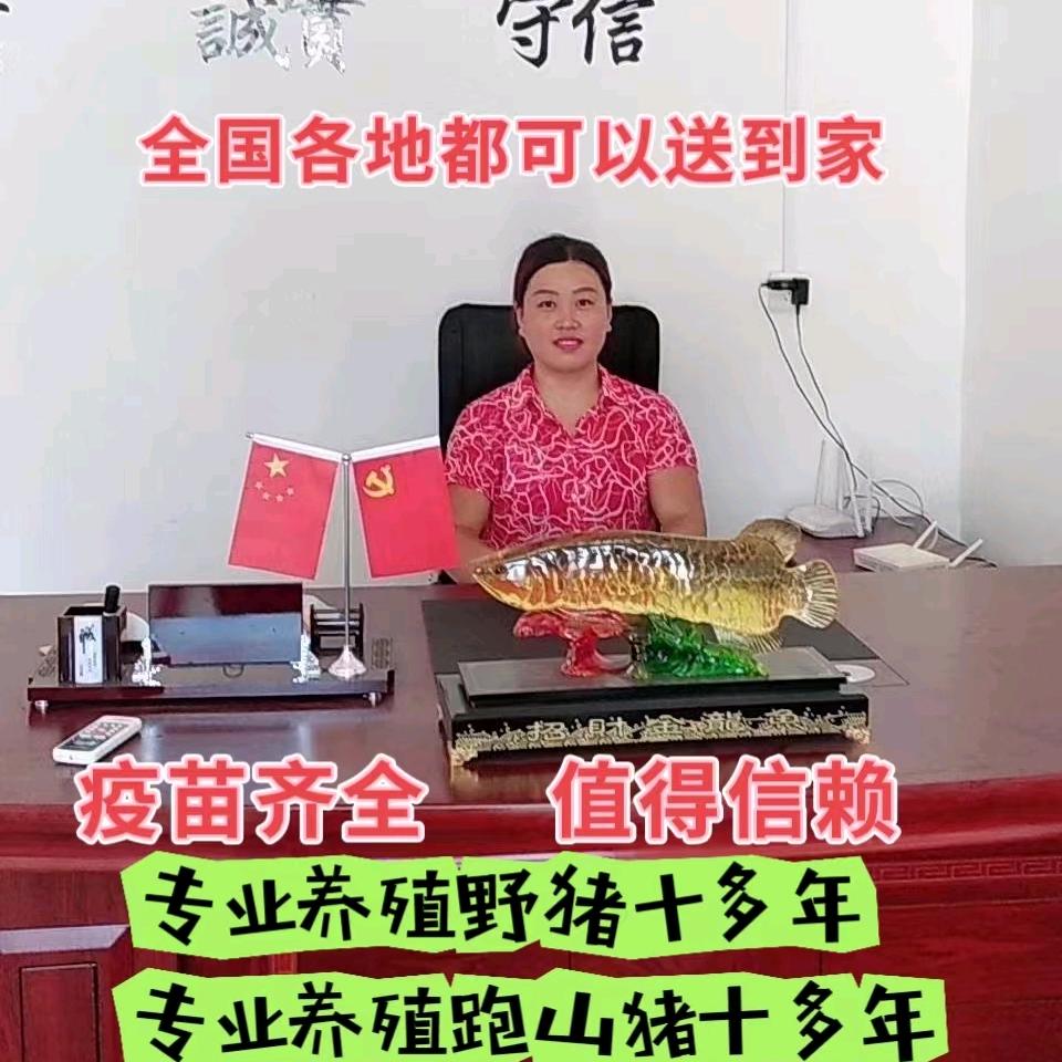 段姐养殖跑山猪十二年