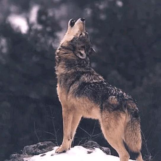 北方的🐺