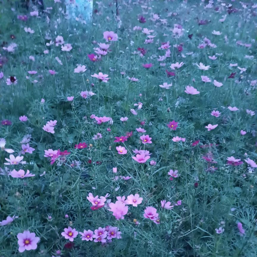 丽朵伊