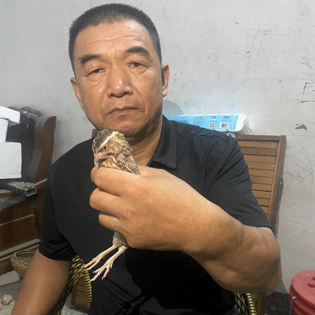 老赵娱乐斗鹌鹑