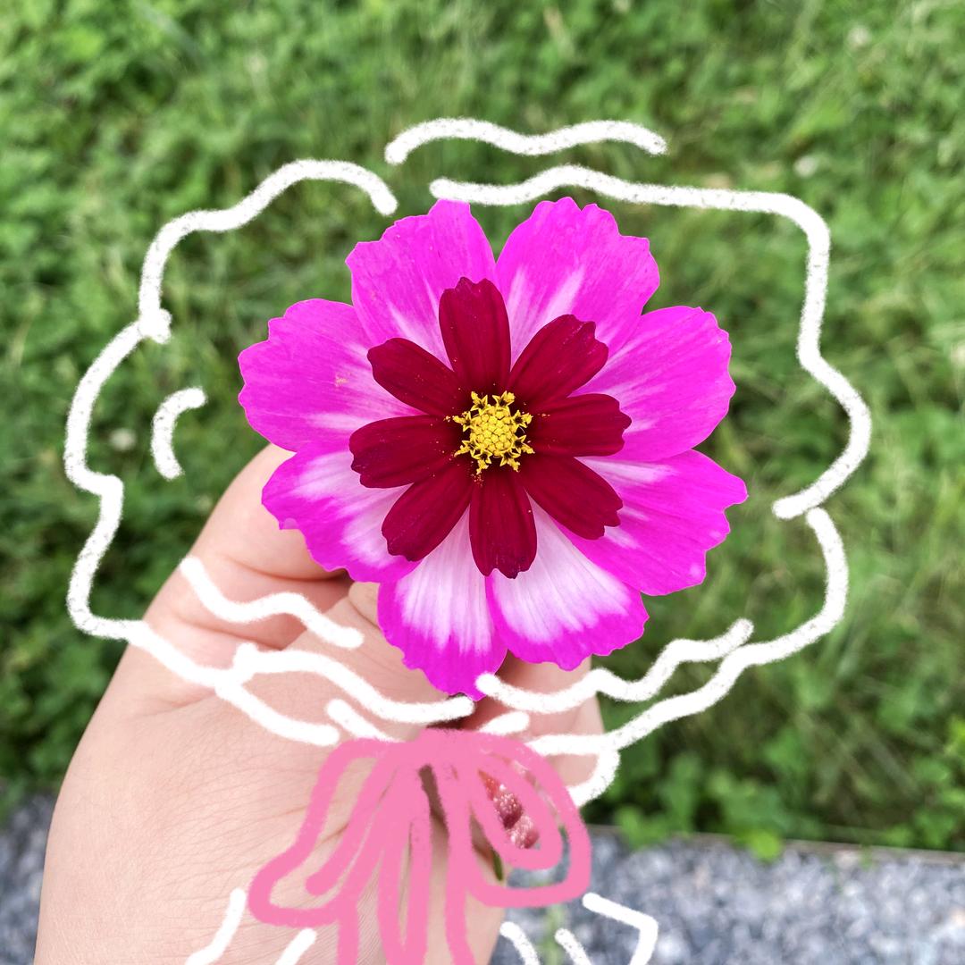 欧尼