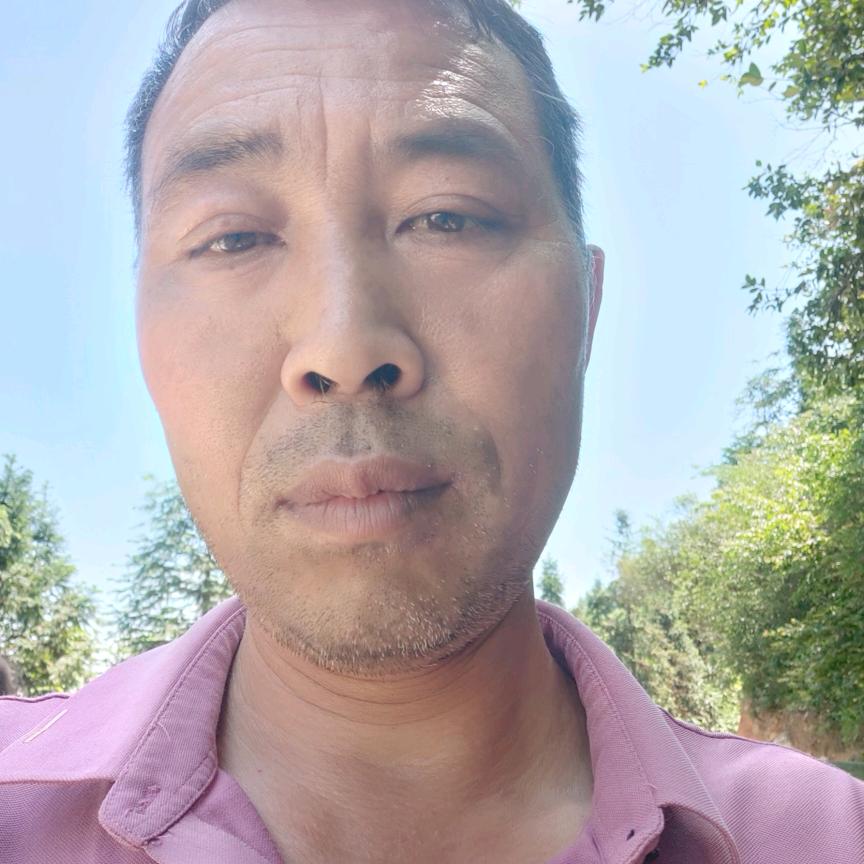 横山野生茶
