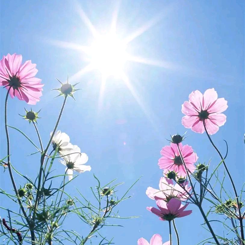 🌟格桑花