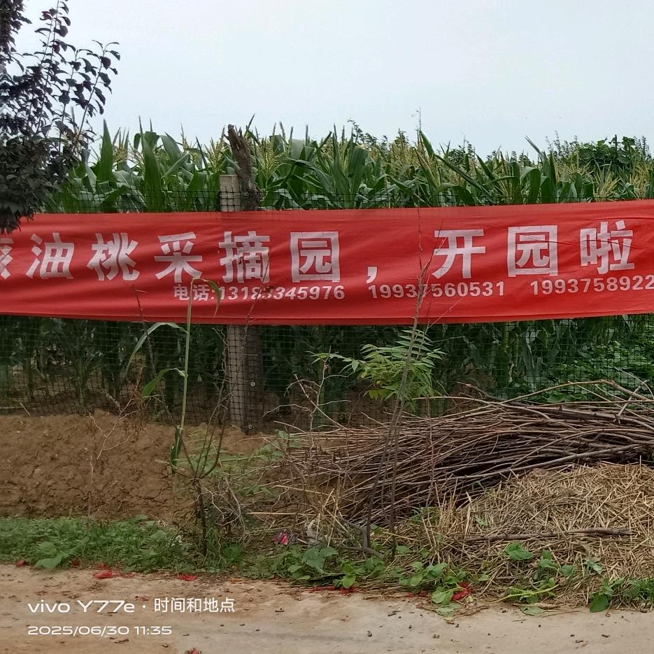 新鲜、现摘、好吃的油桃，开园了