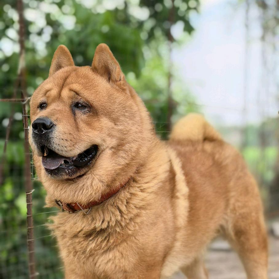 荣致犬舍（精品广西土狗）直播号