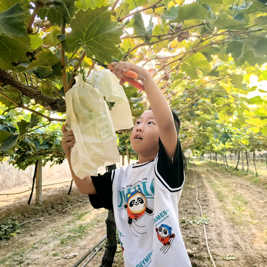 小十一♚阳光玫瑰葡萄🍇