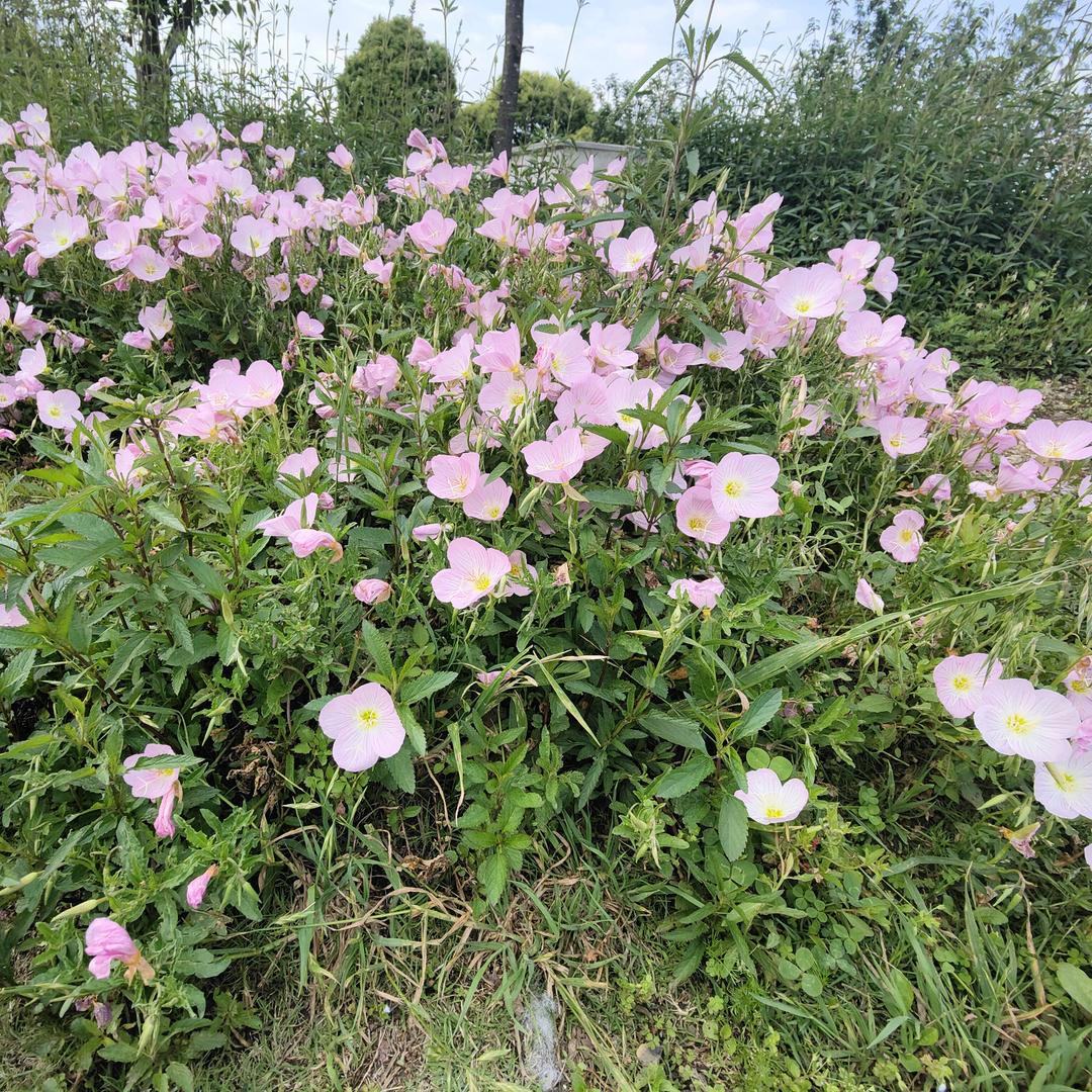 贵州小军歌