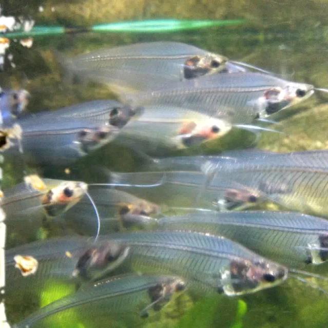 鲍田小学篮球老师